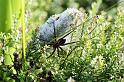 Dolomedes_minor_F2323_Z_75_Cape Reinga_Nieuw-Zeeland